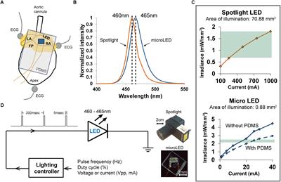 Sudden Heart Rate Reduction Upon Optogenetic Release of Acetylcholine From Cardiac Parasympathetic Neurons in Perfused Hearts